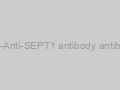 Anti-Anti-SEPT1 antibody antibody